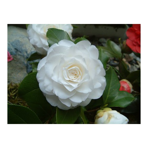 LErbolario - Camellia - Perfume Spray - Floral, Powdery Scent - Flower Symbol Of Love - Dermatologically Tested - Cruelty Free, 3 oz