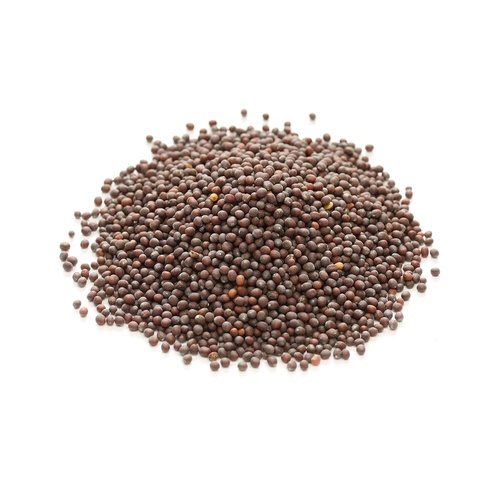 Yamees Yellow Mustard Seeds & Black Mustard - Bulk Spices and Seasoning - 28 Ounces (14 Ounce Bags)