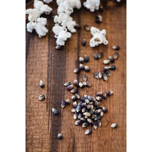  Amish Country Popcorn | 10 (4 Oz Bags) Midnight Blue Kernels | Old Fashioned with Recipe Guide