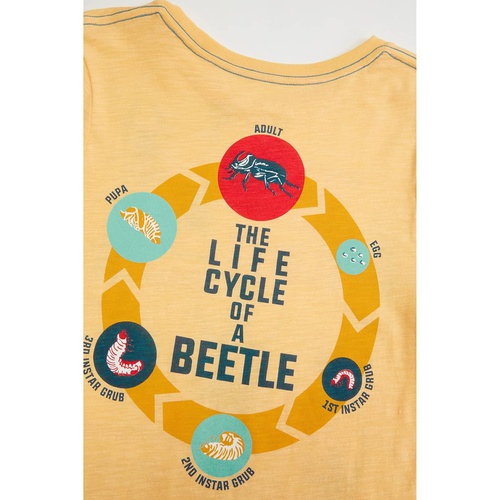  PEEK The Life Cycle of A Beetle Tee (Toddleru002FLittle Kidsu002FBig Kids)